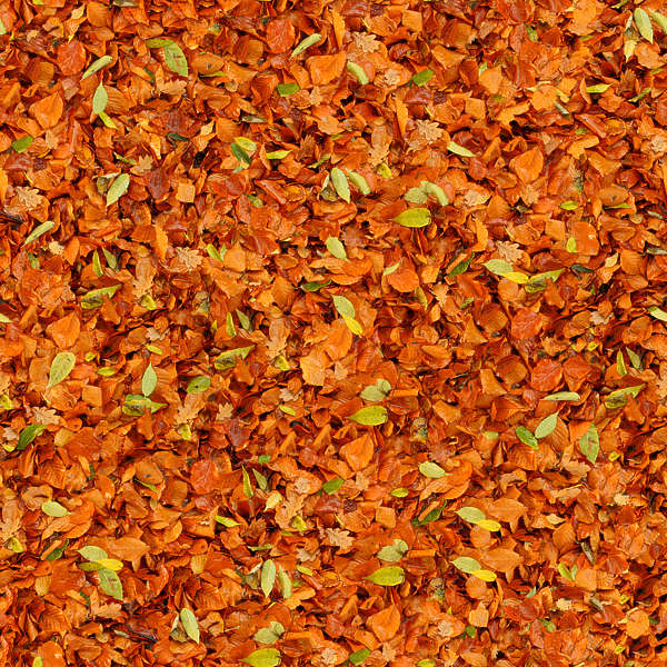 Leavesdead0033 Free Background Texture Leaves Floor Ground Forest Autumn Red Orange Yellow 1086